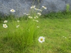 247-IMG_7559.JPG